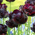 Tulipe Black hero