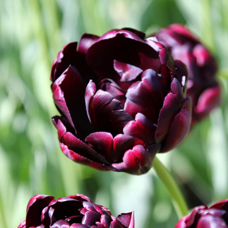 Tulipe Black hero