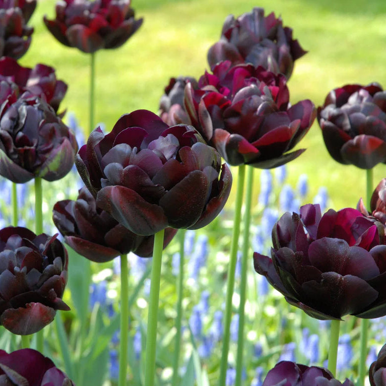 Tulipe Black hero