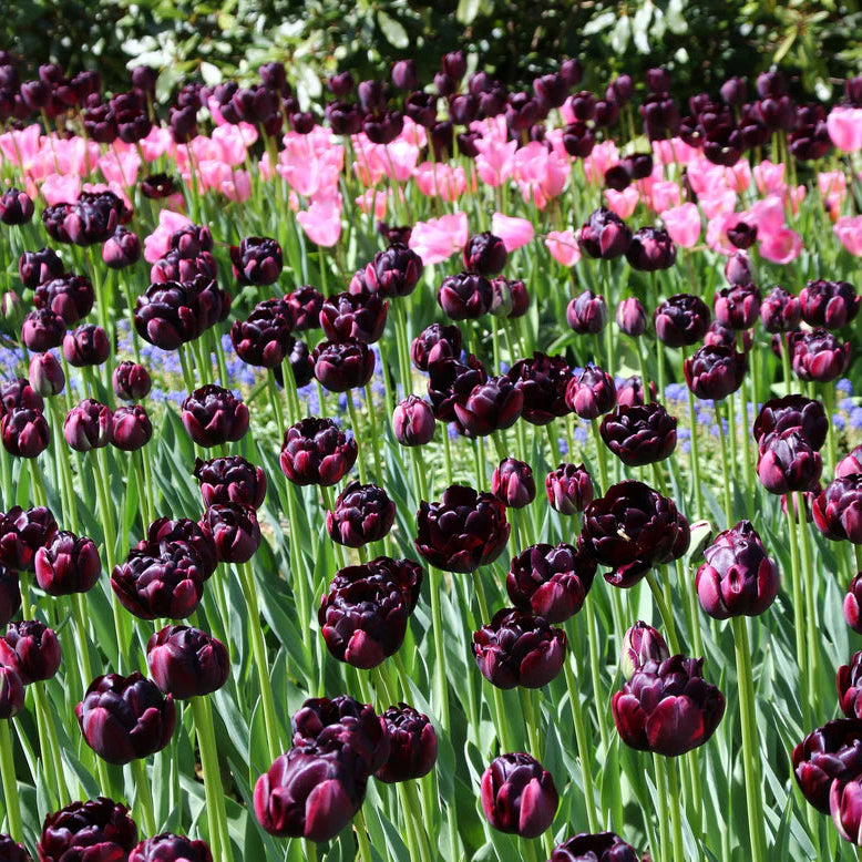 Tulipe Black hero