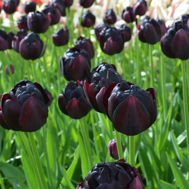 Tulipe Black hero