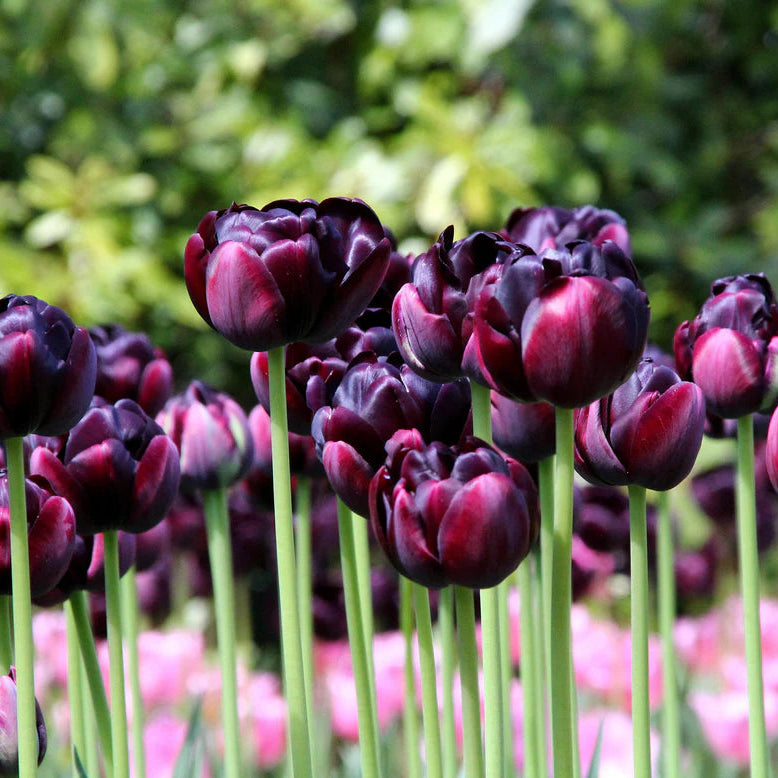 Tulipe Black hero