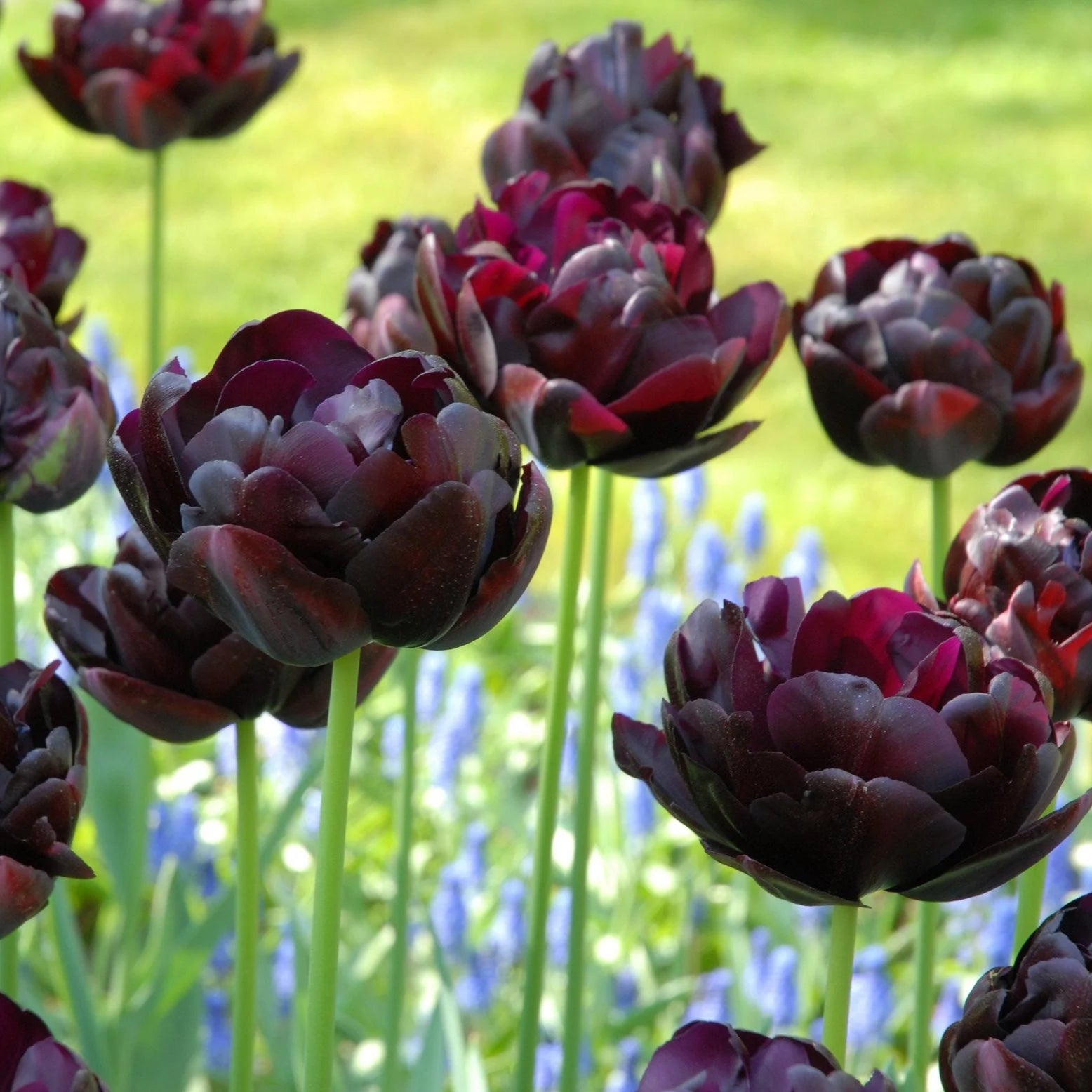 tulip-black-hero Imagen
