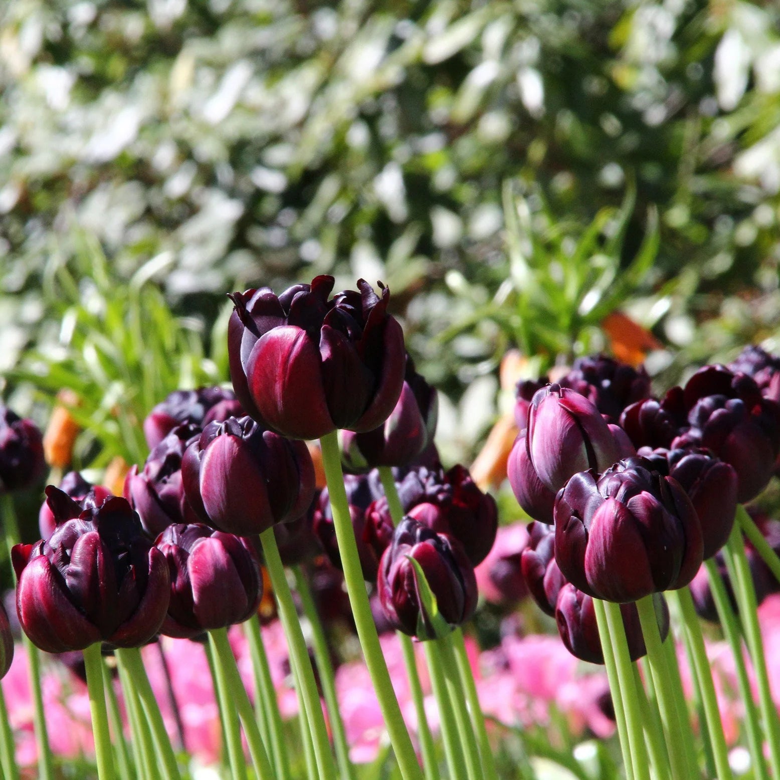 tulip-black-hero