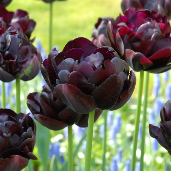 tulip-black-hero