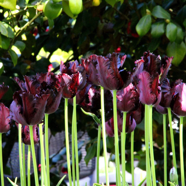 Tulipe Perroquet Black Parrot