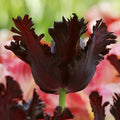 Tulipe Perroquet Black Parrot