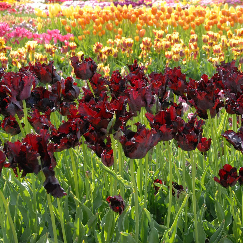 Tulipe Perroquet Black Parrot