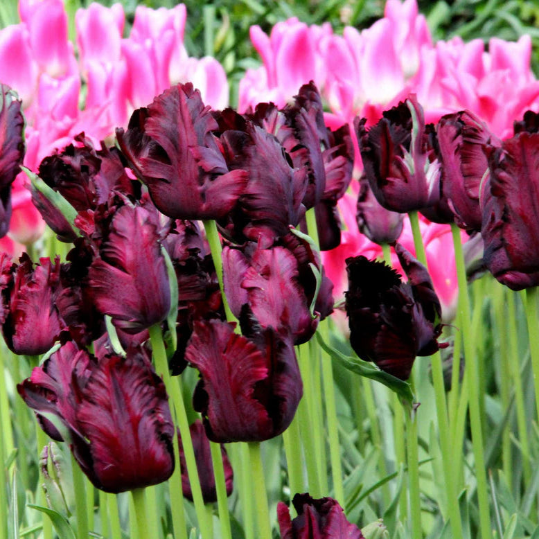 Tulipe Black Parrot