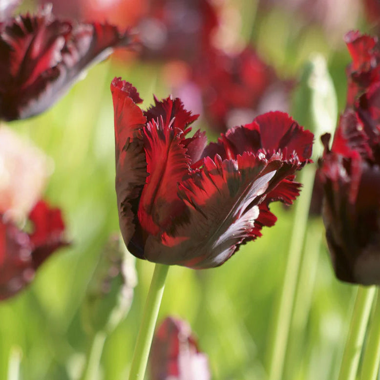 Tulipe Perroquet Black Parrot