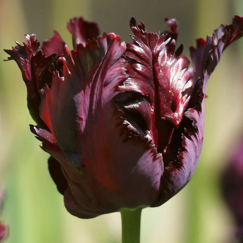 Tulipe Perroquet Black Parrot
