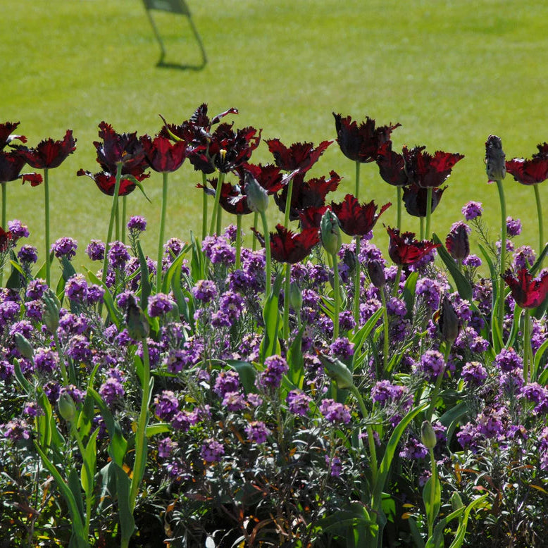 Tulipe Perroquet Black Parrot