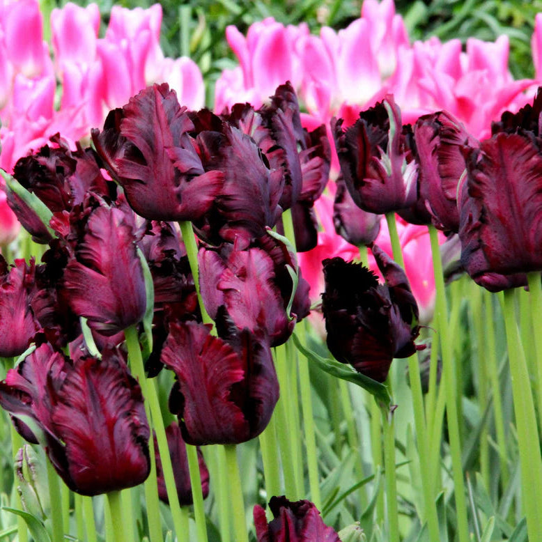 Tulipe Perroquet Black Parrot