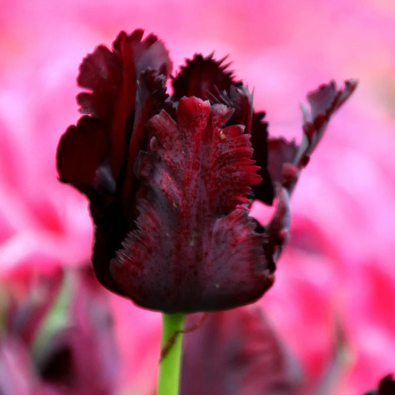 Tulipe Perroquet Black Parrot
