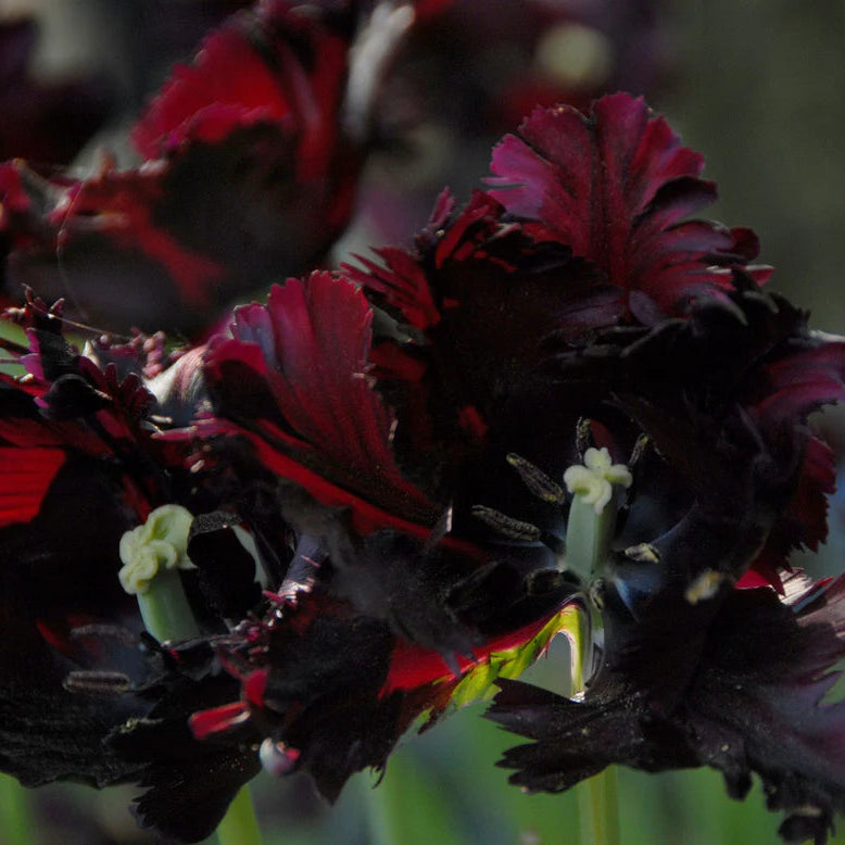 Tulipe Perroquet Black Parrot