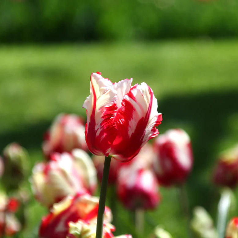 Tulipe Perroquet Estella Rijnveld