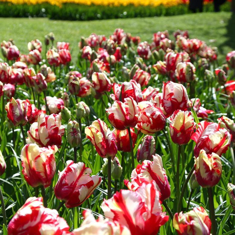 Tulipe Perroquet Estella Rijnveld
