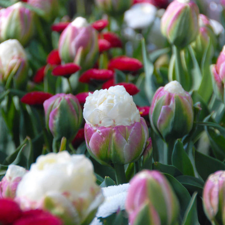 Tulipe Ice cream