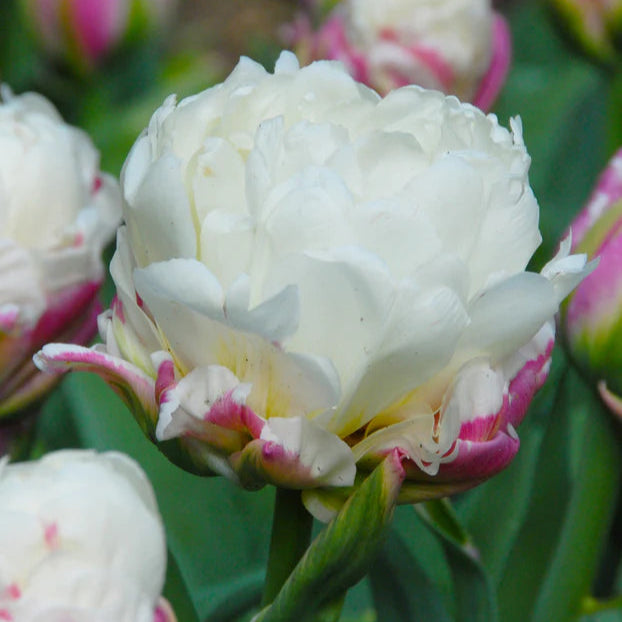 Tulipe Ice cream