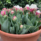 Tulipe Ice cream
