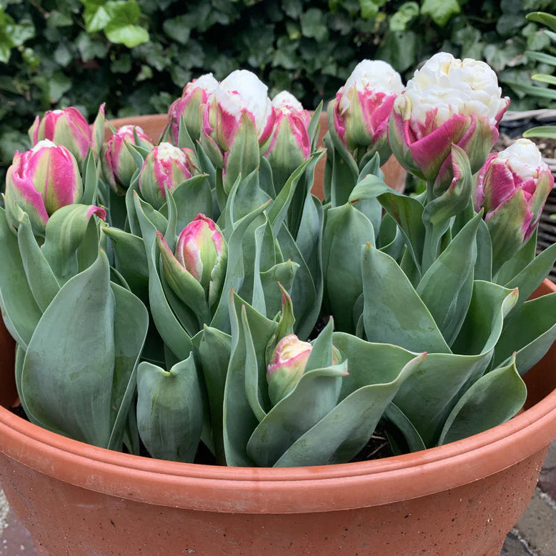 Tulipe Ice cream