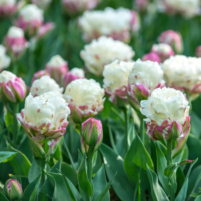 Tulipe Ice cream