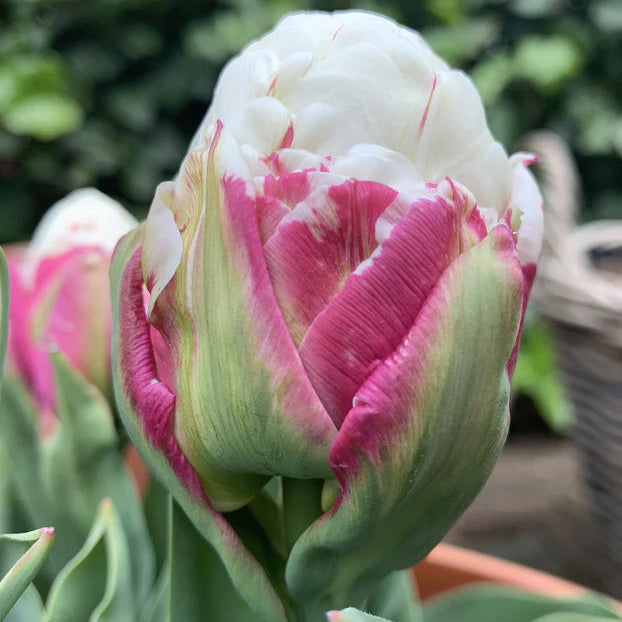Tulipe Ice cream