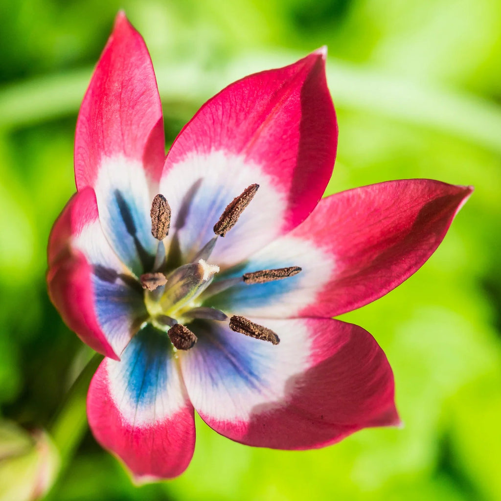 Tulipes Sauvage little beauty