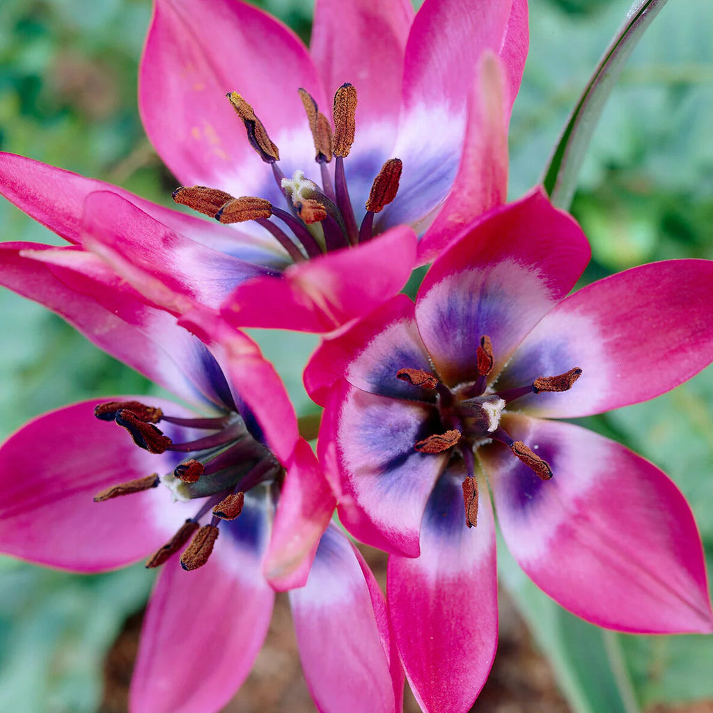 Tulipes Sauvage little beauty