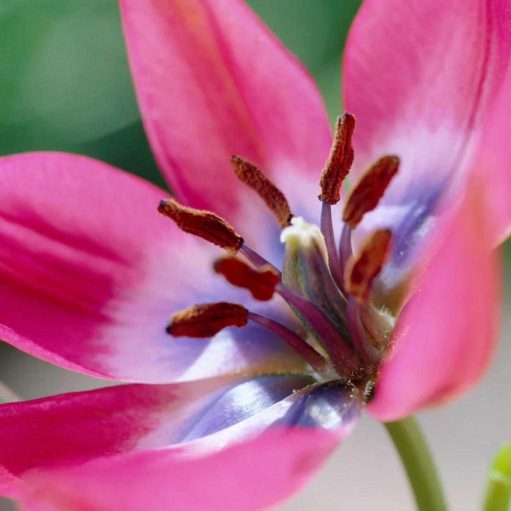 Tulipes Sauvage little beauty