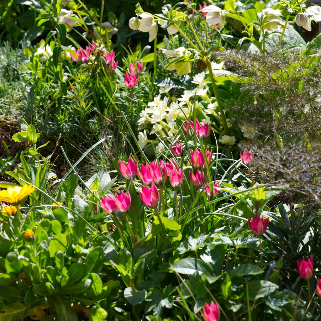 Tulipes Sauvage little beauty