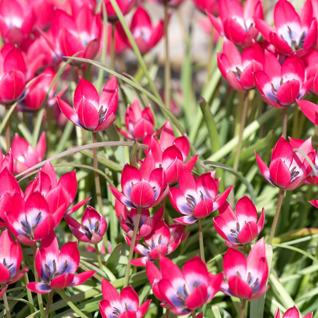 Tulipes Sauvage little beauty
