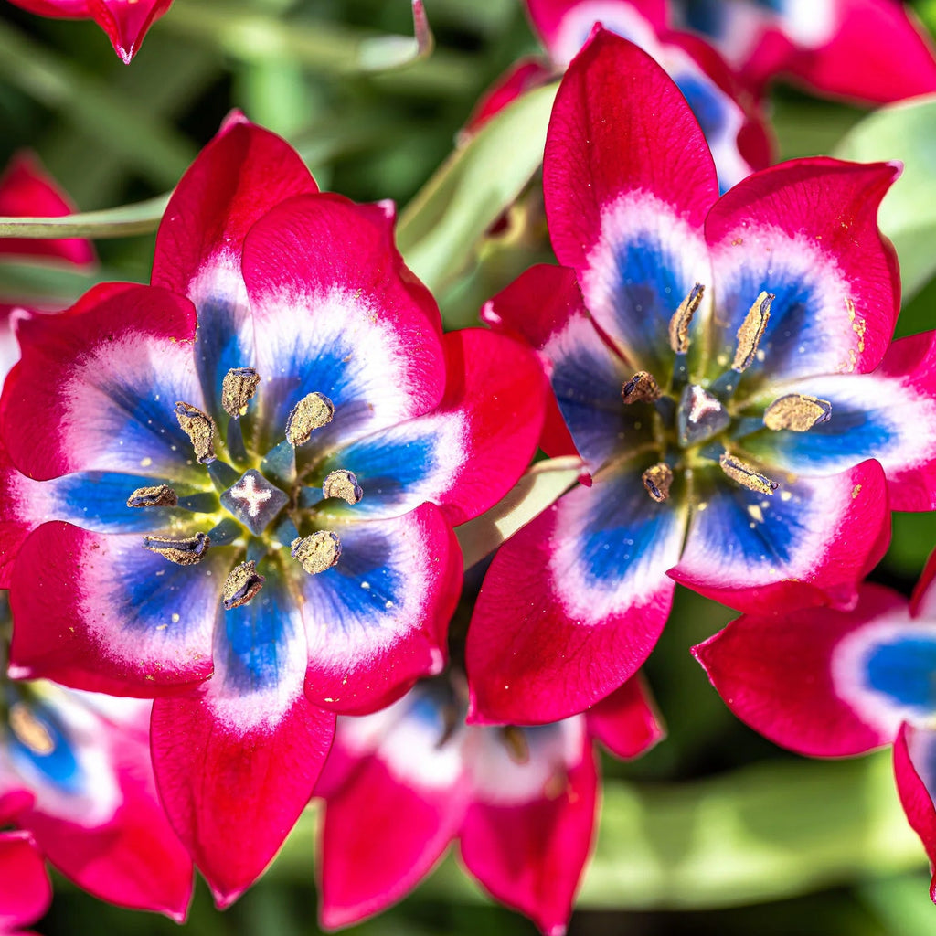Tulipes Sauvage little beauty