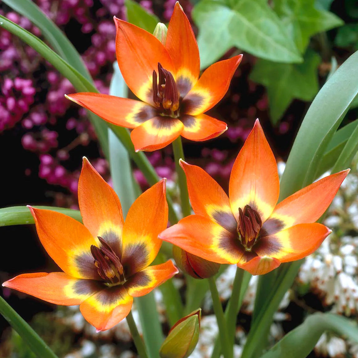 Tulipes Sauvage Little Princess