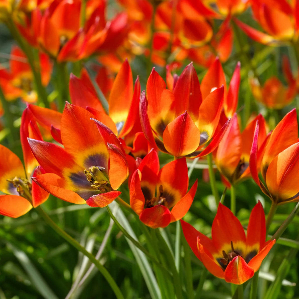 Tulipes Sauvage Little Princess