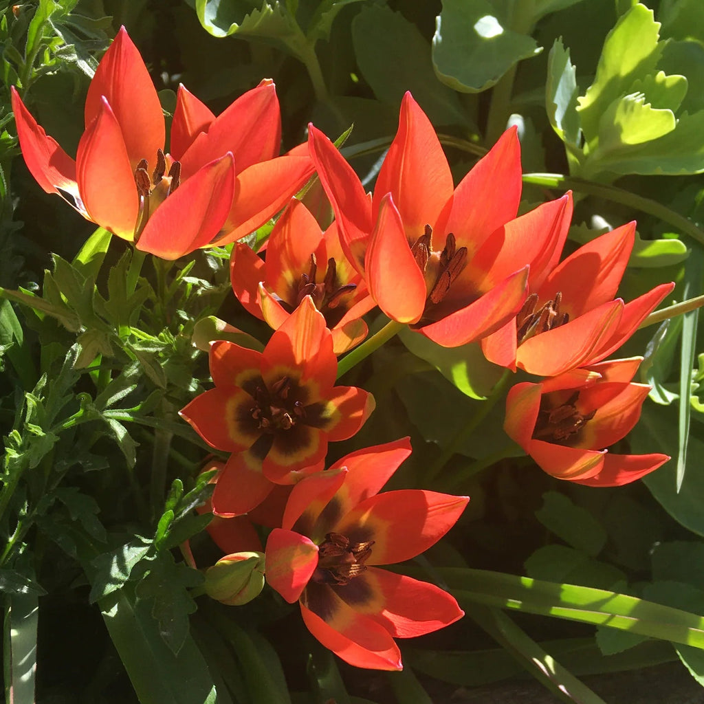 Tulipes Sauvage Little Princess
