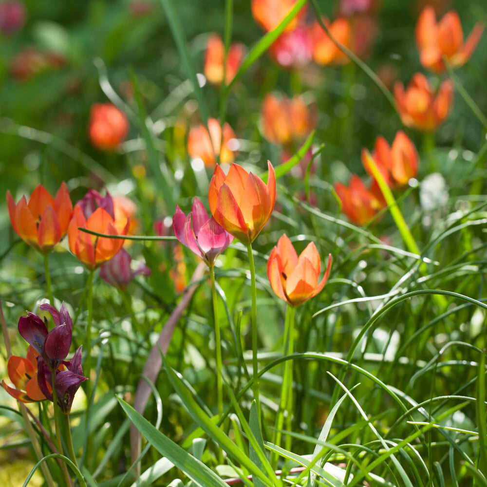 Tulipes Sauvage Little Princess
