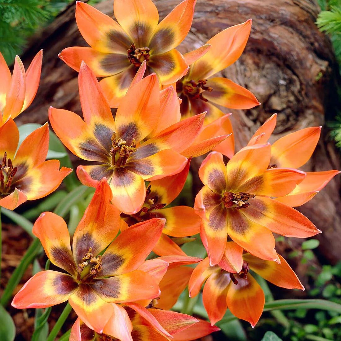 Tulipes Sauvage Little Princess