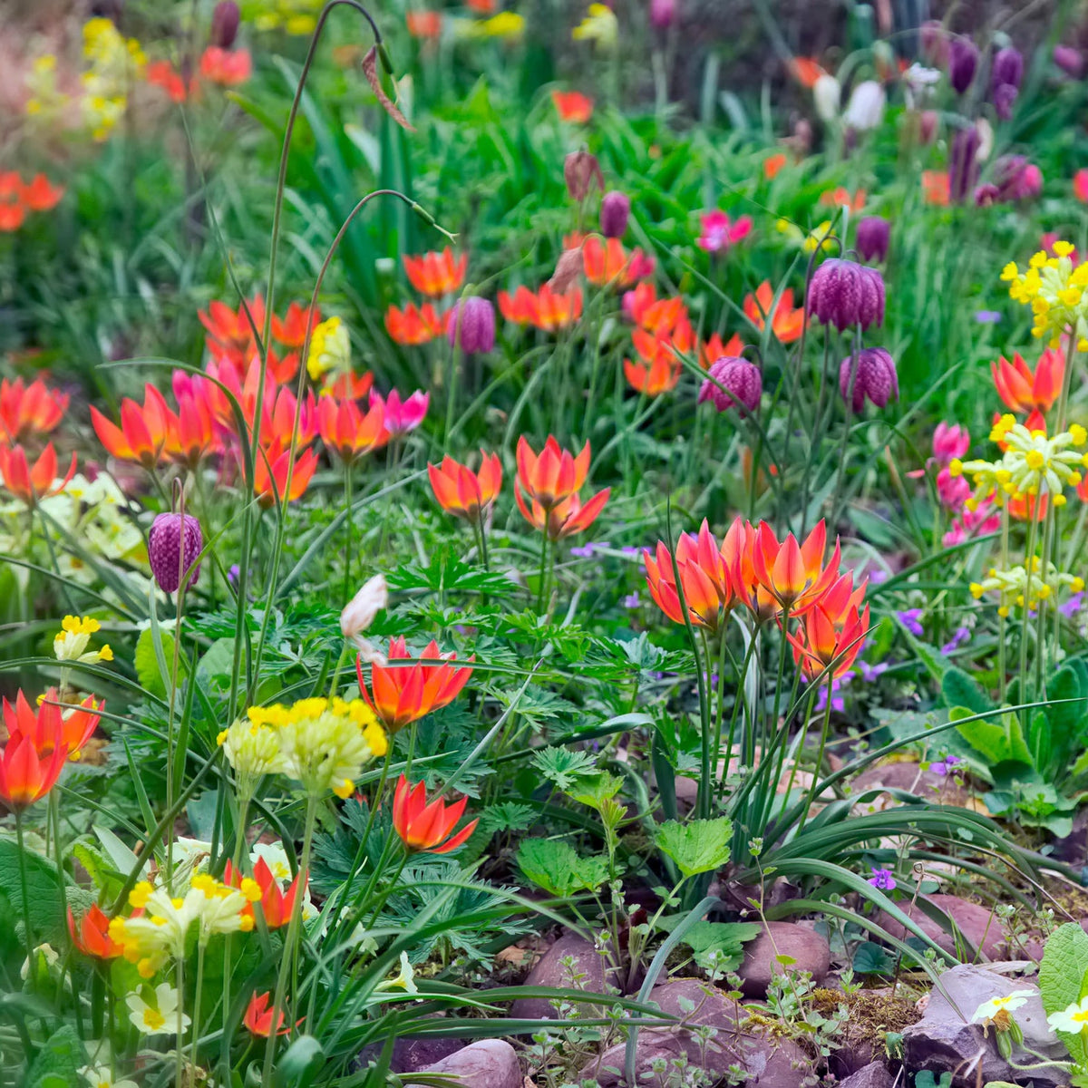 Tulipes Sauvage Little Princess