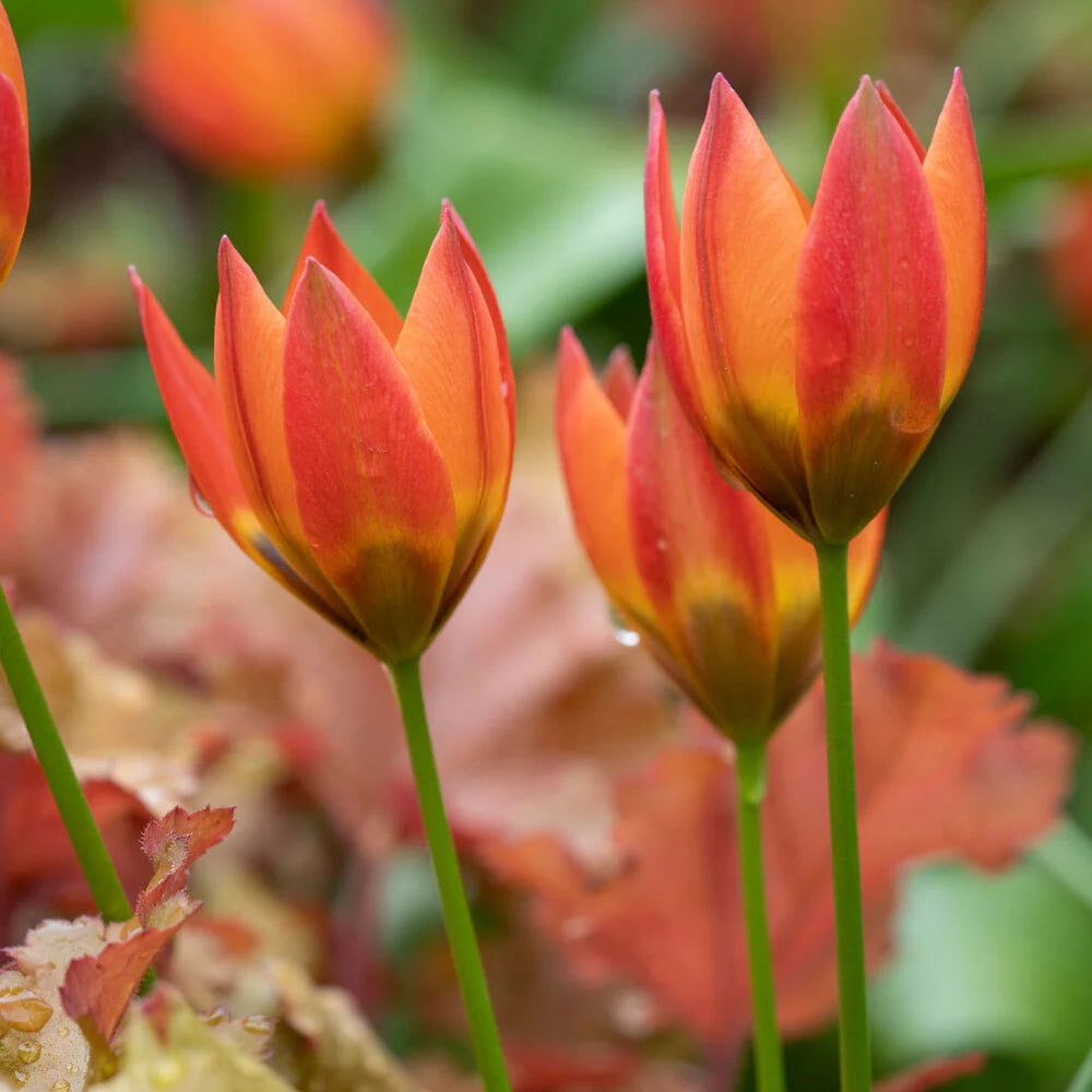 Tulipes Sauvage Little Princess