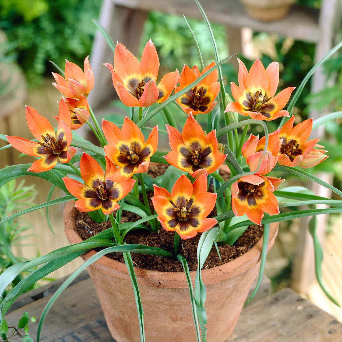 Tulipes Sauvage Little Princess
