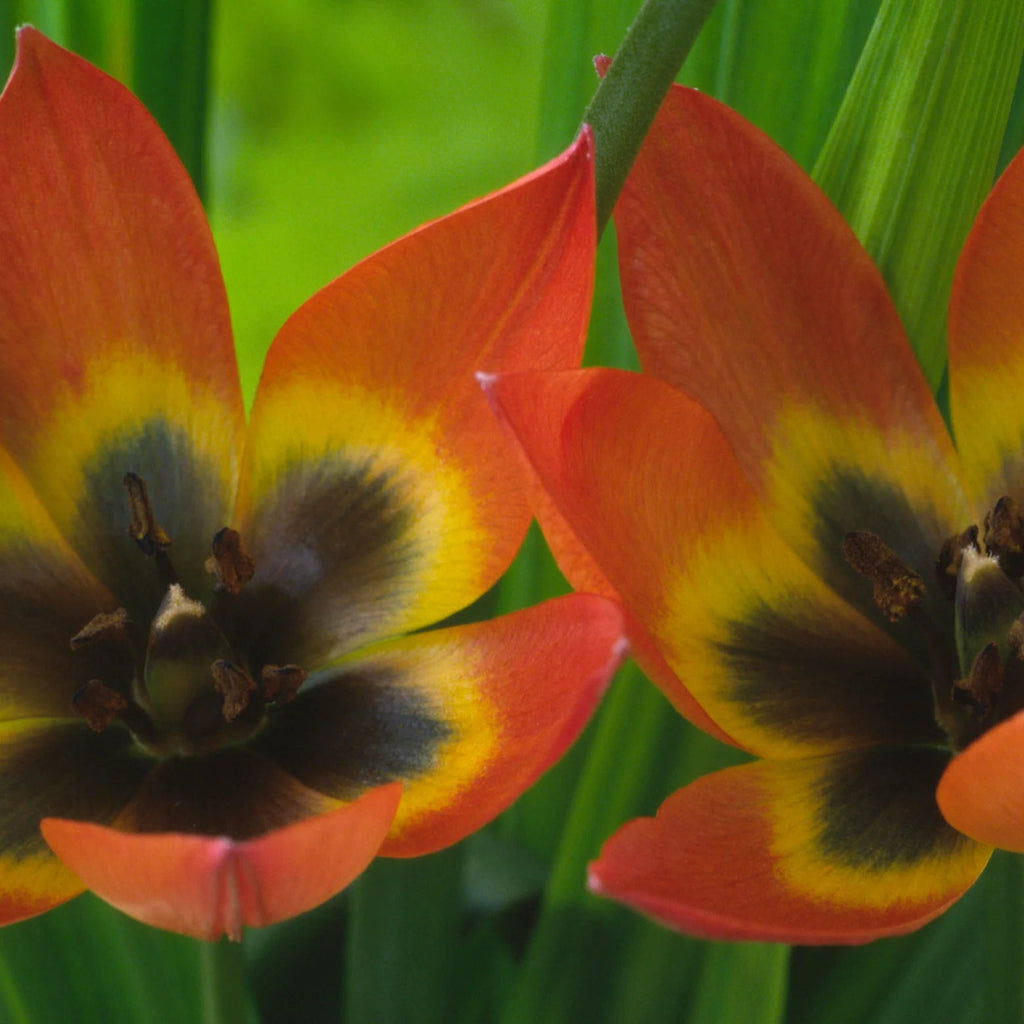 Tulipes Sauvage Little Princess