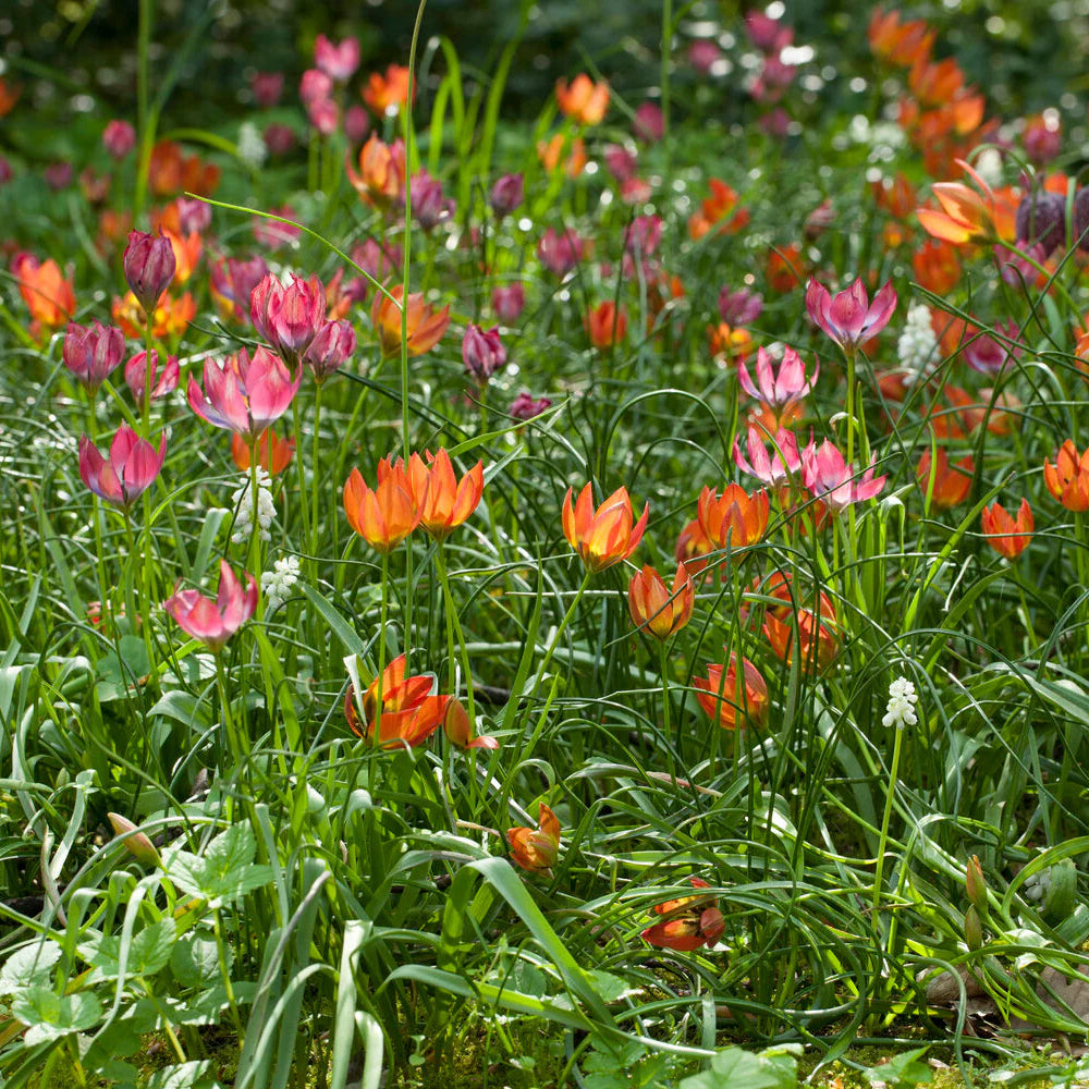 Tulipes Sauvage Little Princess