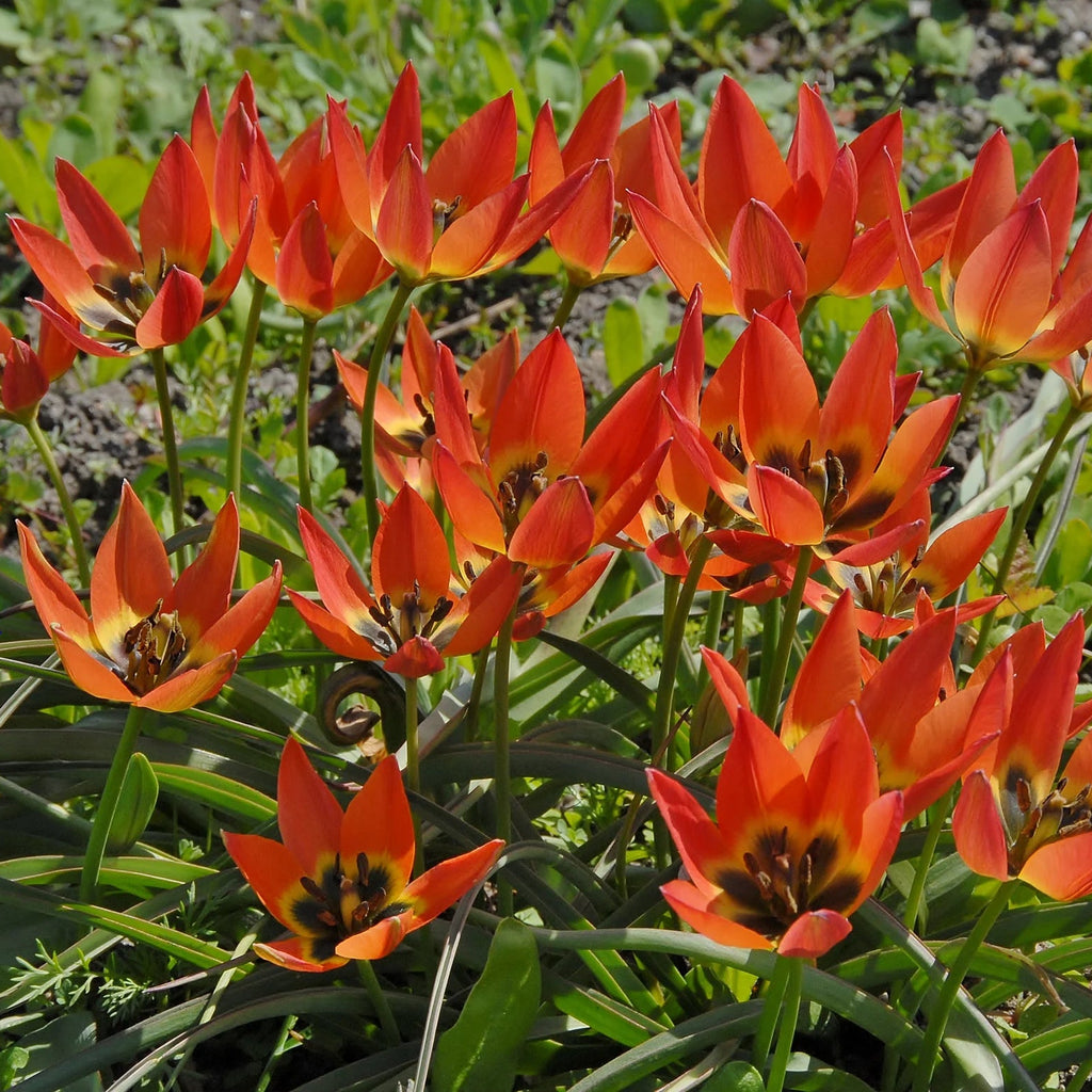 Tulipes Sauvage Little Princess
