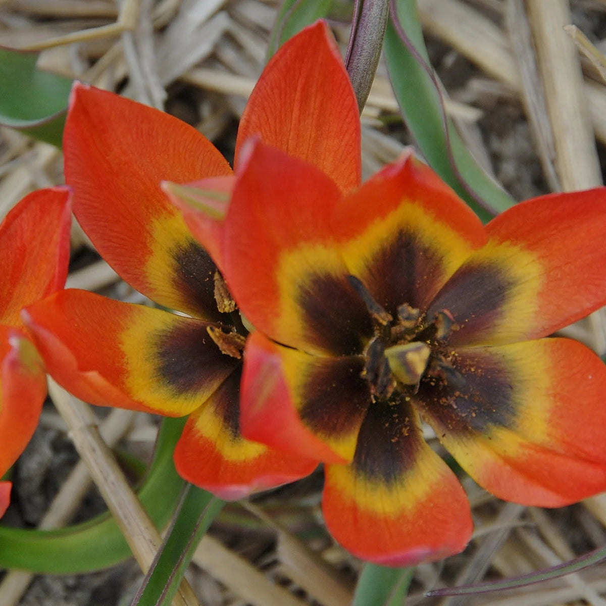 Tulipes Sauvage Little Princess