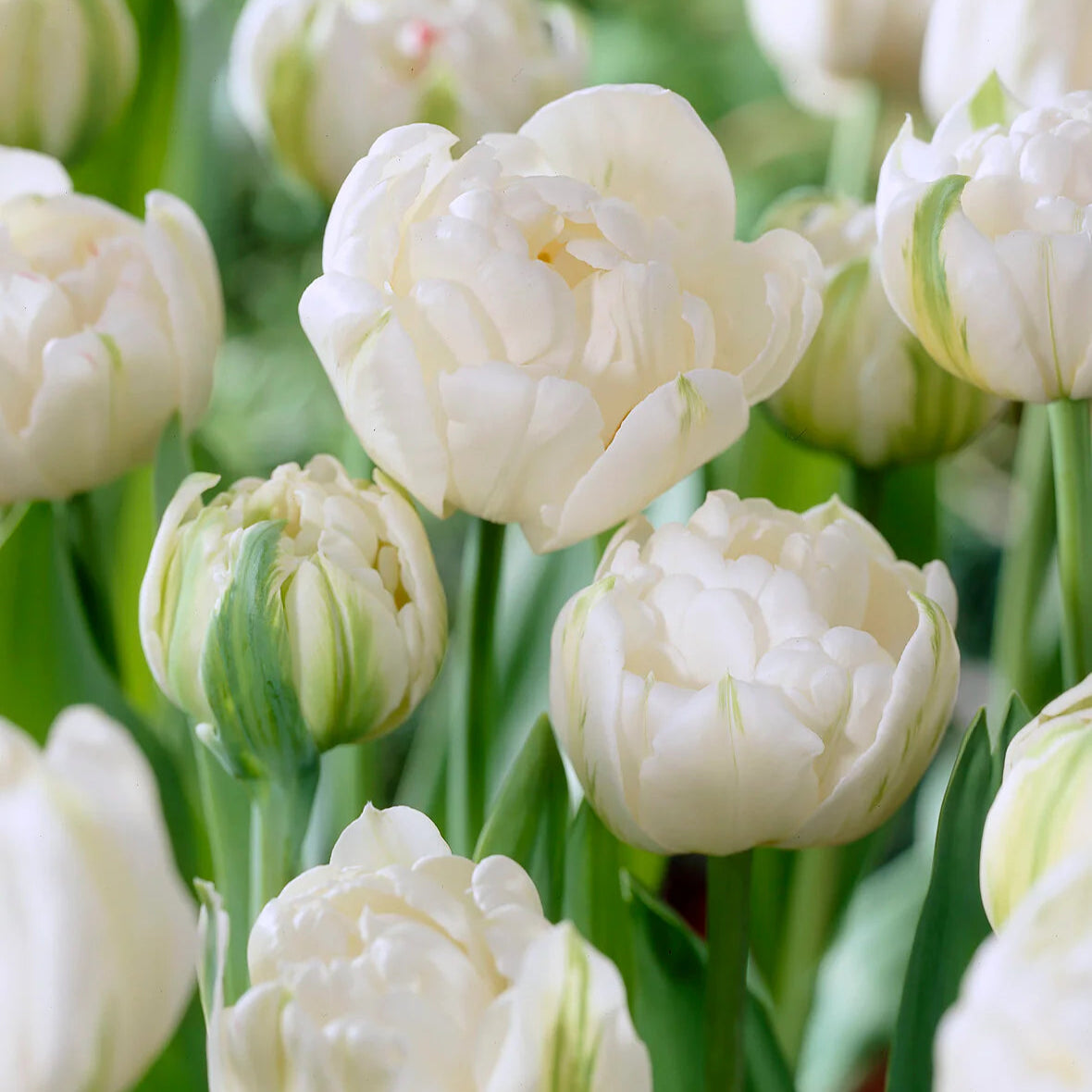 Tulipe Mount Tacoma
