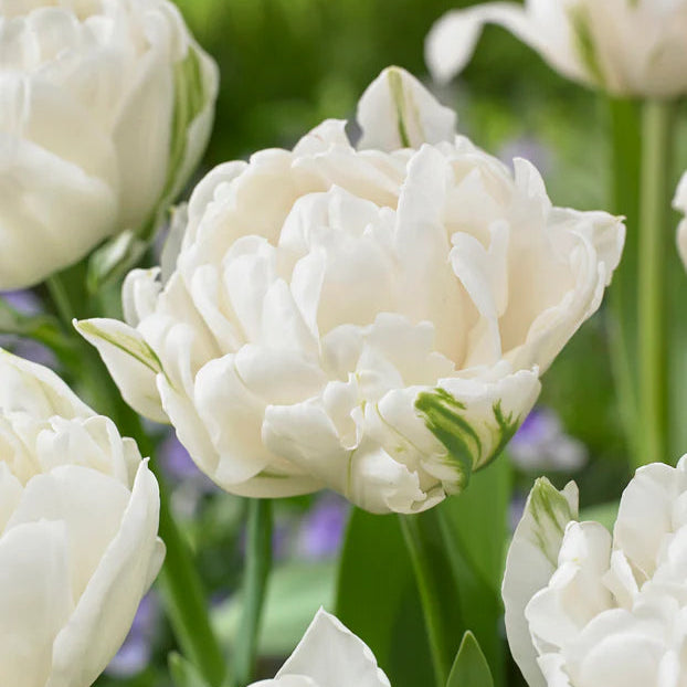 Tulipe Mount Tacoma