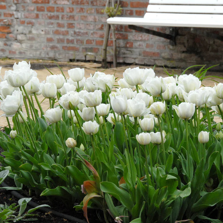 Tulipe Mount Tacoma