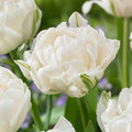 Tulipe Mount Tacoma