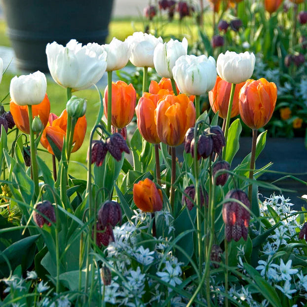 Tulipe Mount Tacoma